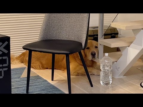 ママが遊んでくれないと分かったときの、愛犬の哀愁がハンパない、、、