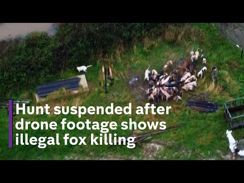 Exclusive footage shows how foxes are being illegally hunted by hounds