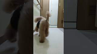 ＜保護犬 トイプードル＞#shorts  #dog #pets