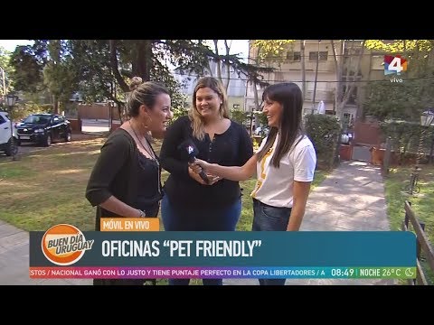 Buen día Uruguay - Oficinas Pet Friendly