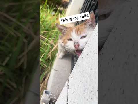 Love from Mama Cat#kitten #kittensoftiktok #baby #mom #mama #cat #catsoftiktok #cats#foryou