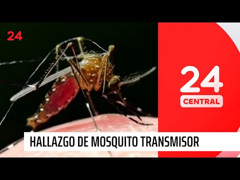 Alerta por hallazgo de mosquito transmisor del dengue