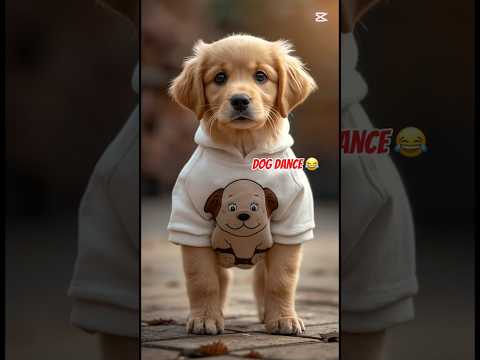 Dog dance motorcycle #dog #goldenretriever #shorts #viral