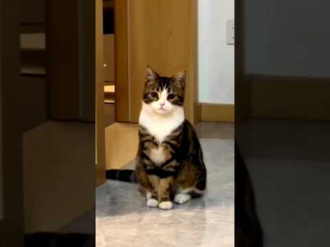 Cat was help me 😺 #shortvideo