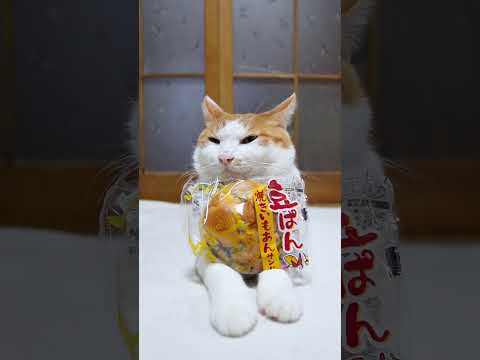 豆ぱんと焼きいもあんサンドのかわいい癒し動画｜猫とスイーツのほっこり時間 サムネイル