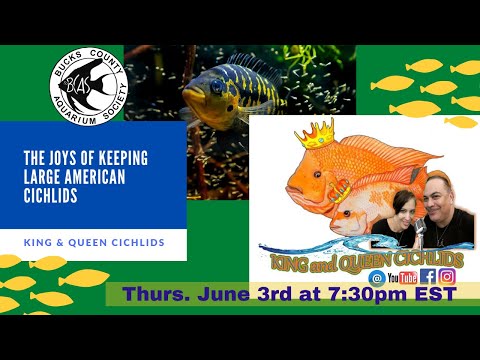 BCAS June Meeting - King & Queen Cichlids The online monthly meeting of the Bucks County Aquarium Society. 

The June meeting of the BCAS will