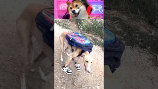 Lah ini kan teman gw 🐕