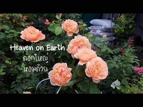 HeavenonEarthกุหลาบพุ่มออก