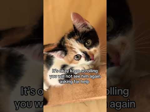 please help me to get cats food 🙏🙏🙏🌍