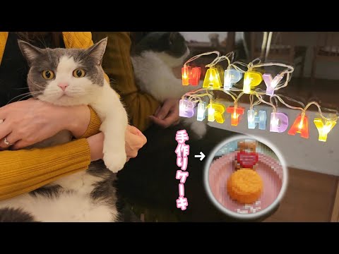 手づくりにゃんこケーキでお祝い！ビビ5歳の誕生日おめでとう　949話