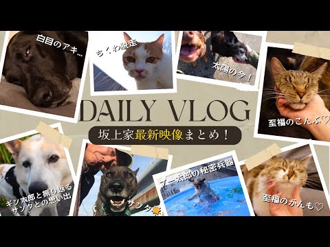 【Daily Vlog】サンタとの思い出！至福の竹原兄妹！ブー太郎の新兵器！？キャットロード？etc...〜可愛いがいっぱいの坂上家最新映像まとめ⑦〜
