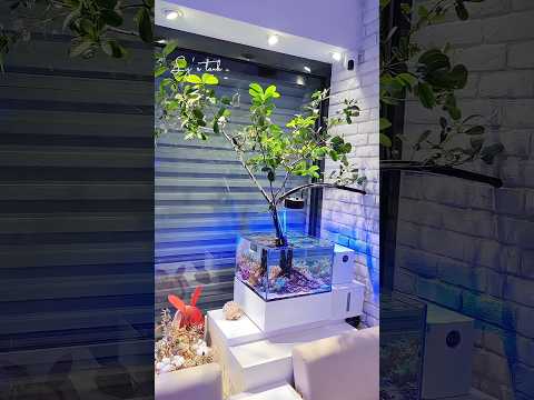 Mangrove Tree Aquarium #shorts 🪴 A River Mangrove (Aegiceras corniculatum) growing perfectly in small reef tank 🪸

Tank by LY