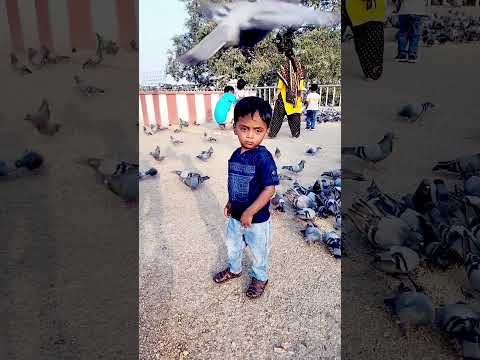 #shanku #funny #video #cuteboy #birds #song #vairalvideo #telugu #love #trending #shortvideo #movie