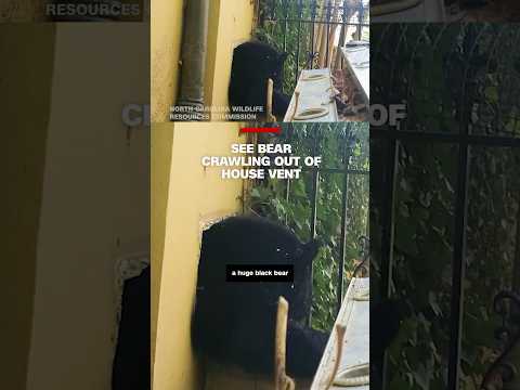 See bear crawling out of house vent