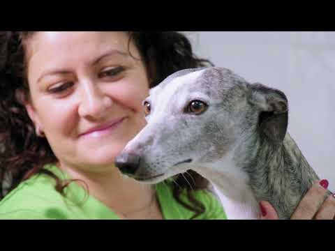 Eliavet Clinica Veterinaria