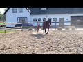 Show jumping horse Stallion foal, London (ex Carembar de Muze)-Thunder van de Zuuthoeve