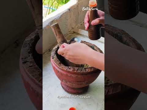 ตำมะถั่วมะเขือ อาหารพื้นเมืองภาคเหนือ คลิปเต็มอยู่ใน YouTube: BellinFarm EP.6 #VLOG #Bellinfarm