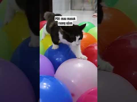 mau ujian skripsi #viral #kucing