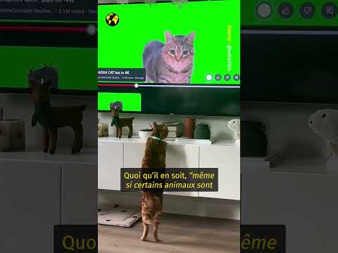 Faudra-t-il bientôt surveiller le temps d'écran de nos animaux ?