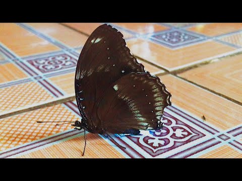 Con Bướm bay vào đậu giữa nhà có đốm sáng trên cánh - the butterfly has a light spot on the wing