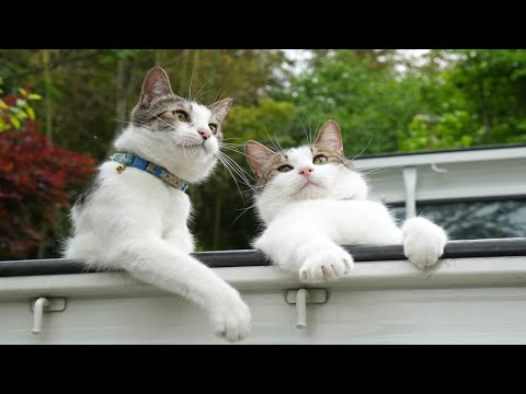 草の上で遊ぶさばずのかわいい映像と癒やしのひととき サムネイル