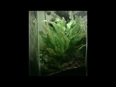 Calming fish footage with music We love watching these little guys play and explore their home, and wanted to share it with all our 