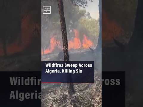 Wildfires Sweep Across Algeria, Killing Six