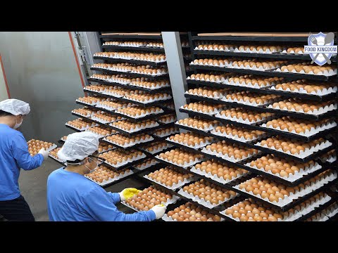 계란으로만 연매출 210억! 압도적인 제주도 계란공장(유정란,무정란,화산석구이)