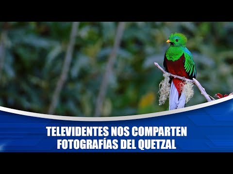Televidentes nos comparten fotografías del quetzal