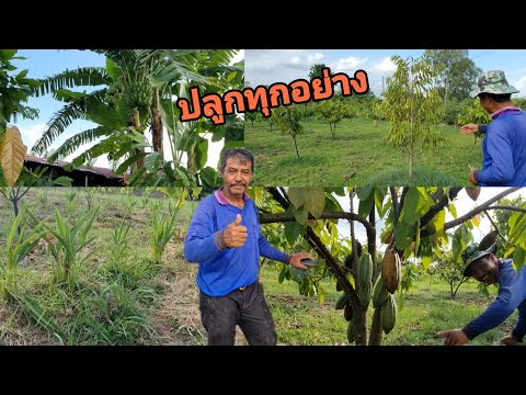 สุดยอด!!!!!--สวนผสมผสาน-ปลูกทุ สุดยอด!!!!!--สวนผสมผสาน-ปลูกทุ