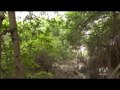 Los manglares del Parque Histórico en Samborondón serán restaurados con apoyo de la ONU