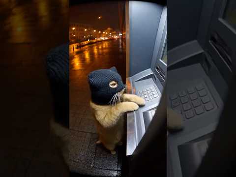 CAT ROBBERY! ATM Pays Out... FISH?! 😼💰🐟💥