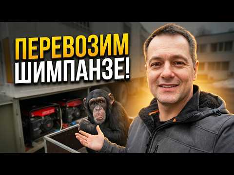 За Кулисами Цирка: Подготовка Шимпанзе к Международной Перевозке!