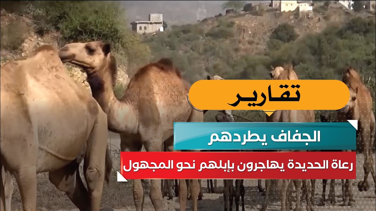 قناة السعيدة