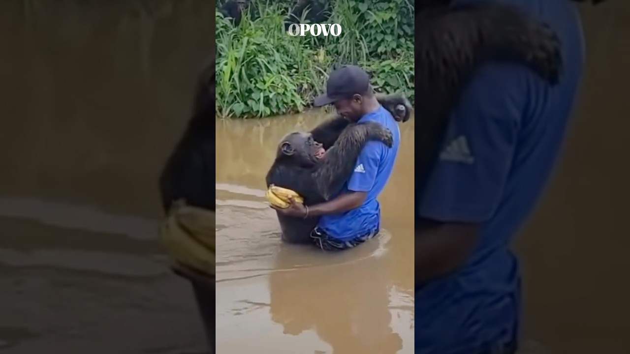 Chimpanzé reconhece cuidador após anos e emociona santuário de Camarões shorts viral amor