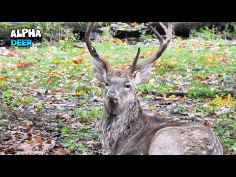 Magnificent Deer Standing With Pride