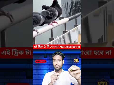 ঘরের বারান্দা নোংরা করছে পাখি?এই ভিডিওটা দেখো 😮 #youtubeshorts #trendingnow #viralvideo #samtheloser