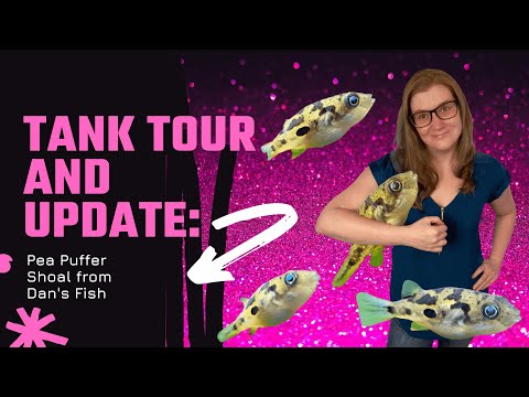 Tank Tour AND Update for Dan's Fish Pea Puffers A new tank tour coupled with a fishy update on some adorable pea puffers I got from Dan's Fish a few