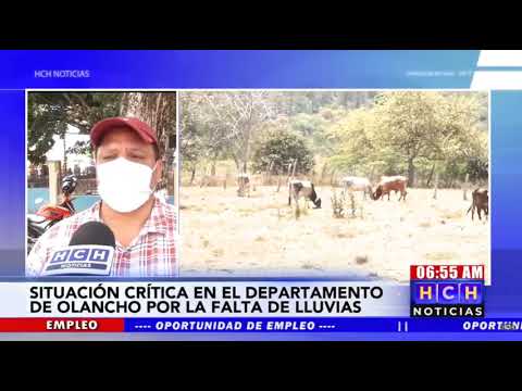 Preocupados por sequía, ganaderos del Corredor Agrícola en Olancho
