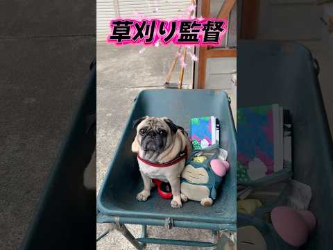監督さん #パグ #pug #草刈り #監督的力量在中天