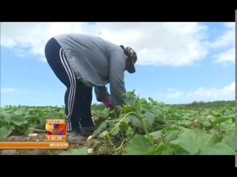 Agricultura Urbana, Suburbana y Familiar en Guantánamo en pos de la soberanía alimentaria