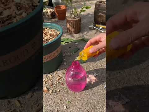 Orchid Plant Propagation Ideas#gardening #plants #flowers #propagation