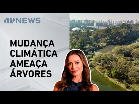 Ipês e jequitibás podem desaparecer das florestas, aponta estuda da Unicamp; Patrícia Costa analisa