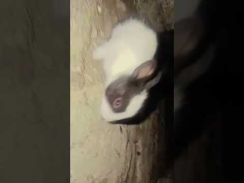 rabbit Child support you