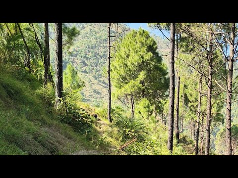 Kittu Himachali is live