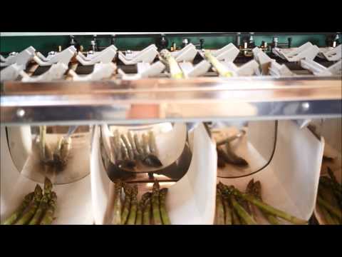 Japanese asparagus sorting machine in Hokkaido