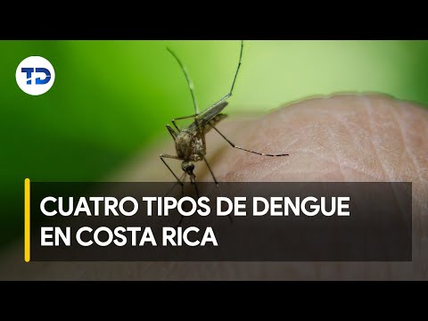 Dengue: en el país circulan cuatro tipos de este virus