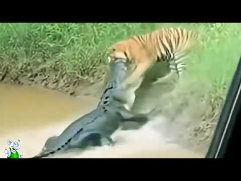 Ты не Поверишь Глазам! Случаи С Животными, Снятые на Камеру!