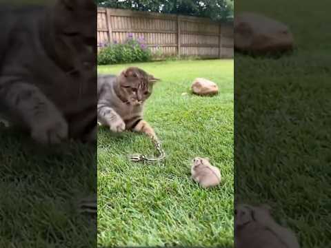 Hero Cat Saves Hamster from the Jaws of a Snake! 🦸♀️🐹🐍