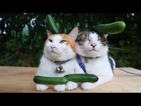 ミニキュウリに乗る猫の愛らしい姿と癒しのひととき サムネイル